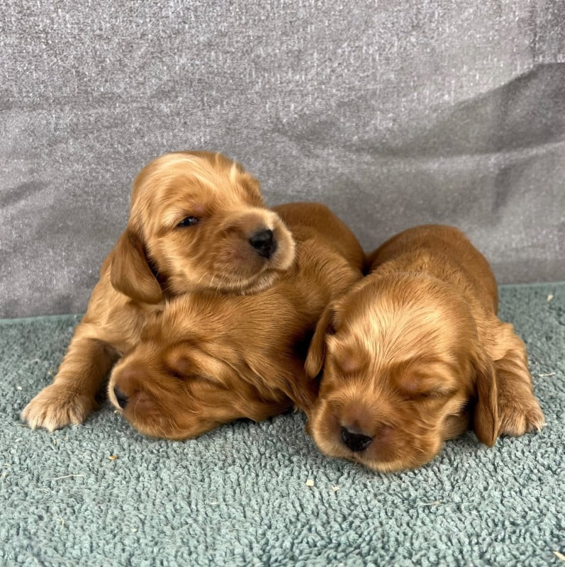 Cocker Spaniel Anglais - Des Vents D'Océan