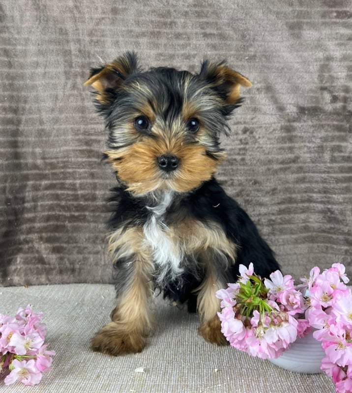 Yorkshire Terrier - Des Vents D'Océan