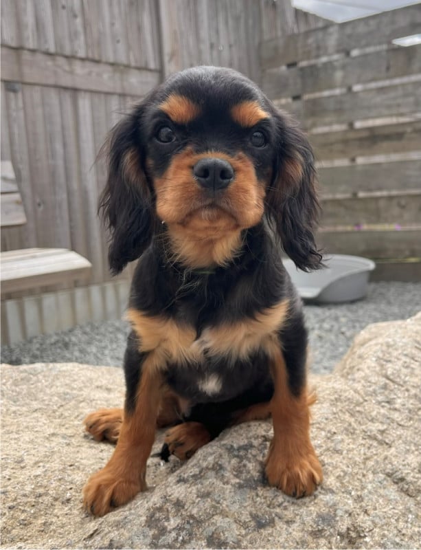 Cavalier King Charles Spaniel - Des Vents D'Océan