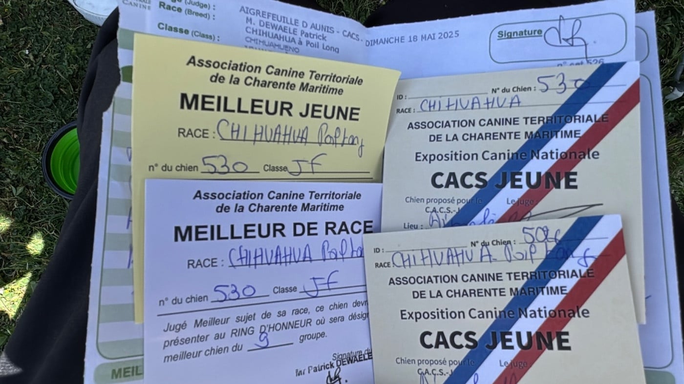 CH. maffitan's New adventures - 1er EXC ET CACJ