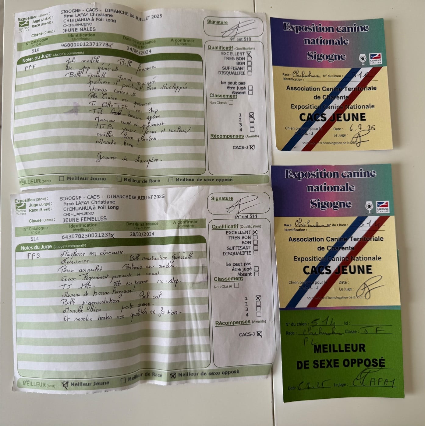 CH. maffitan's New adventures - 1er EXC en classe jeune mâles CACJ