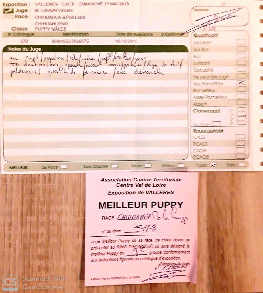 yuzhnaya dikovinka Oh my diamond - TP Classe PUPPY mâles et MEILLEUR PUPPY