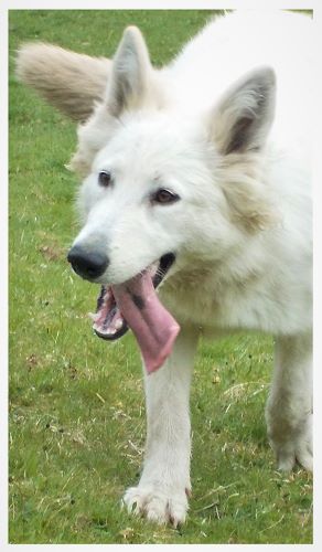 Publication : du Domaine De Cap Dé Lastouse Auteur : Domaine de cap dé Lastouse