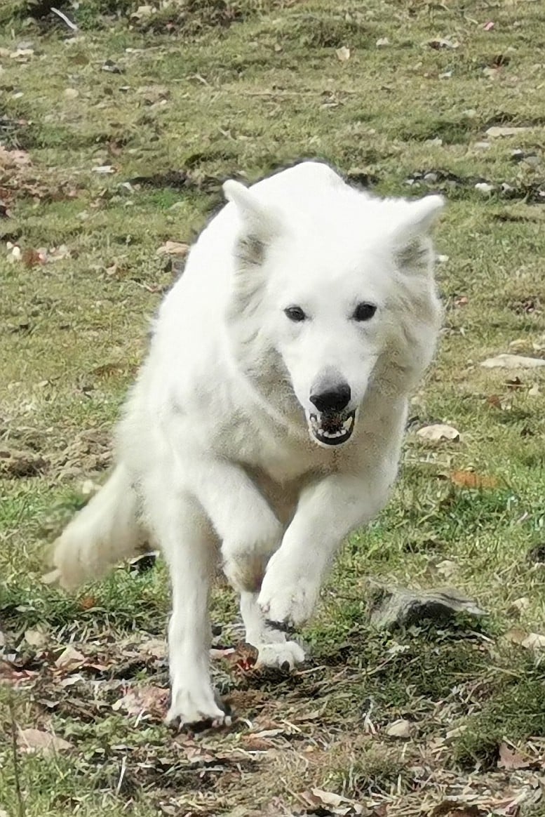 Publication : du Domaine De Cap Dé Lastouse