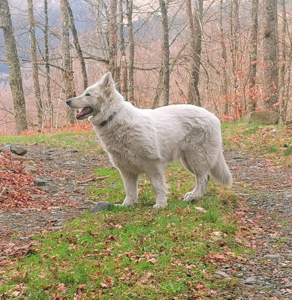 Publication : du Domaine De Cap Dé Lastouse Auteur : Domaine de cap dé Lastouse