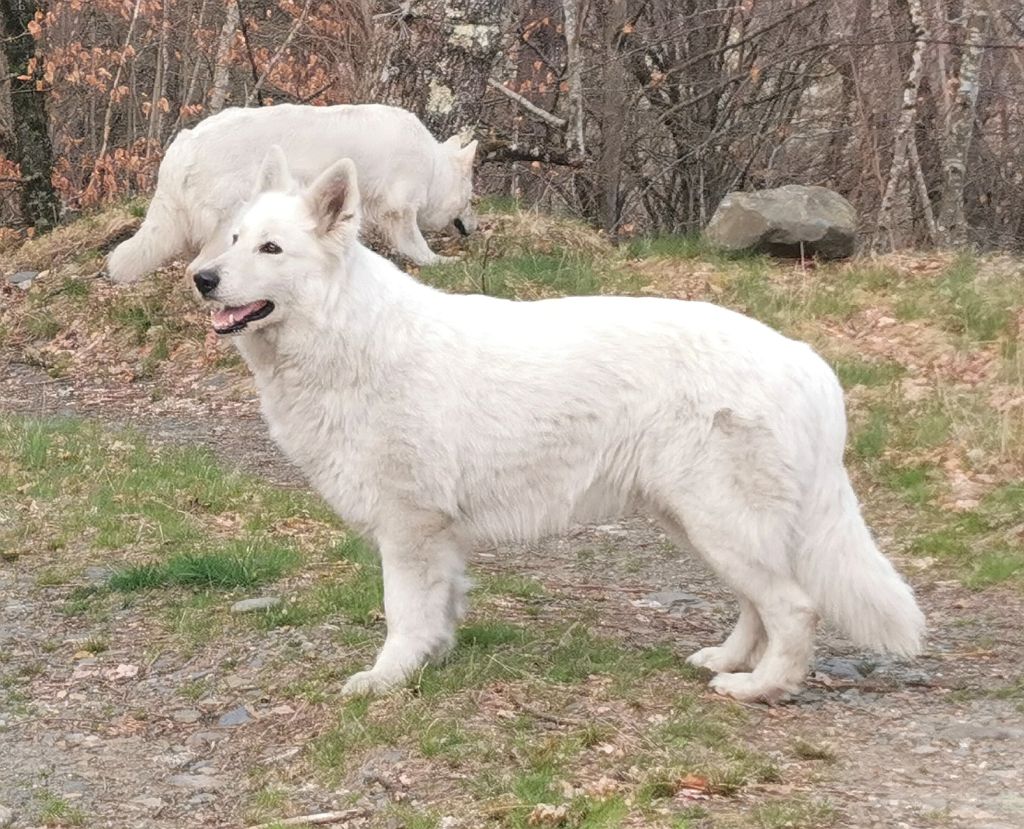 Publication : du Domaine De Cap Dé Lastouse Auteur : Domaine de cap dé Lastouse