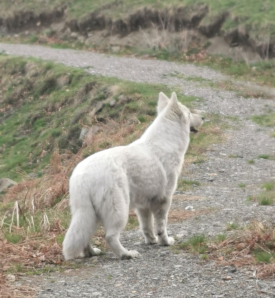Publication : du Domaine De Cap Dé Lastouse Auteur : Domaine de cap dé Lastouse