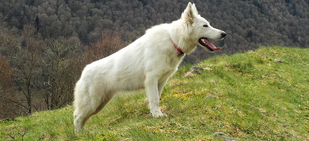 Publication : du Domaine De Cap Dé Lastouse Auteur : Domaine de cap dé Lastouse