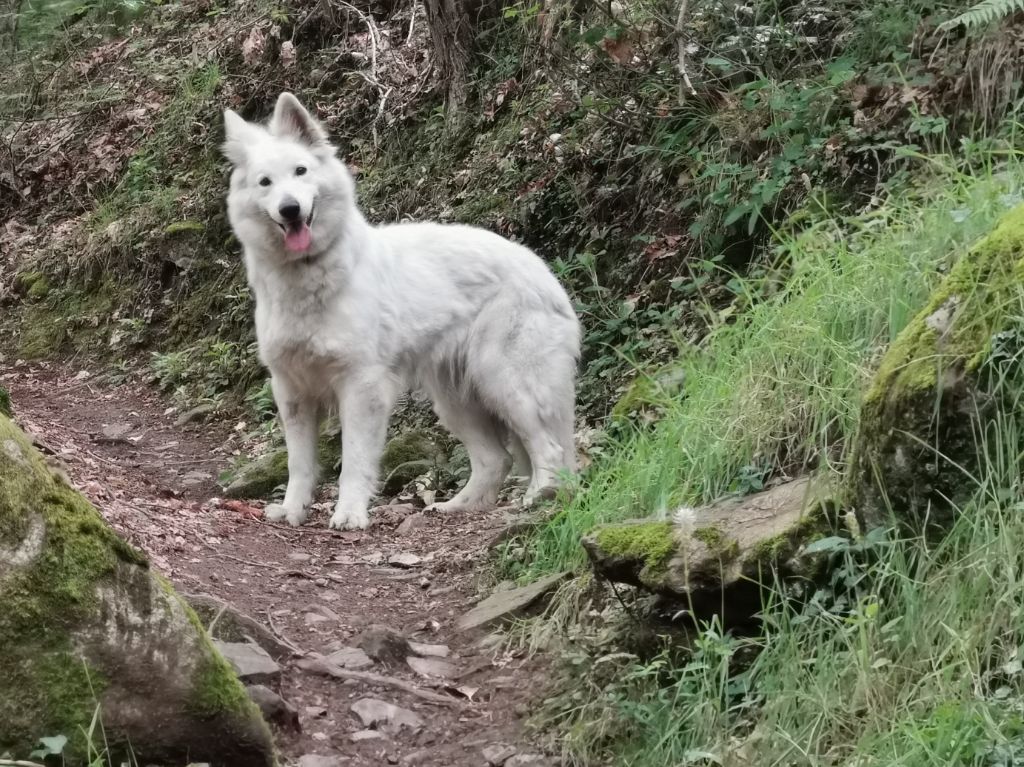 Publication : du Domaine De Cap Dé Lastouse Auteur : Domaine de cap dé Lastouse