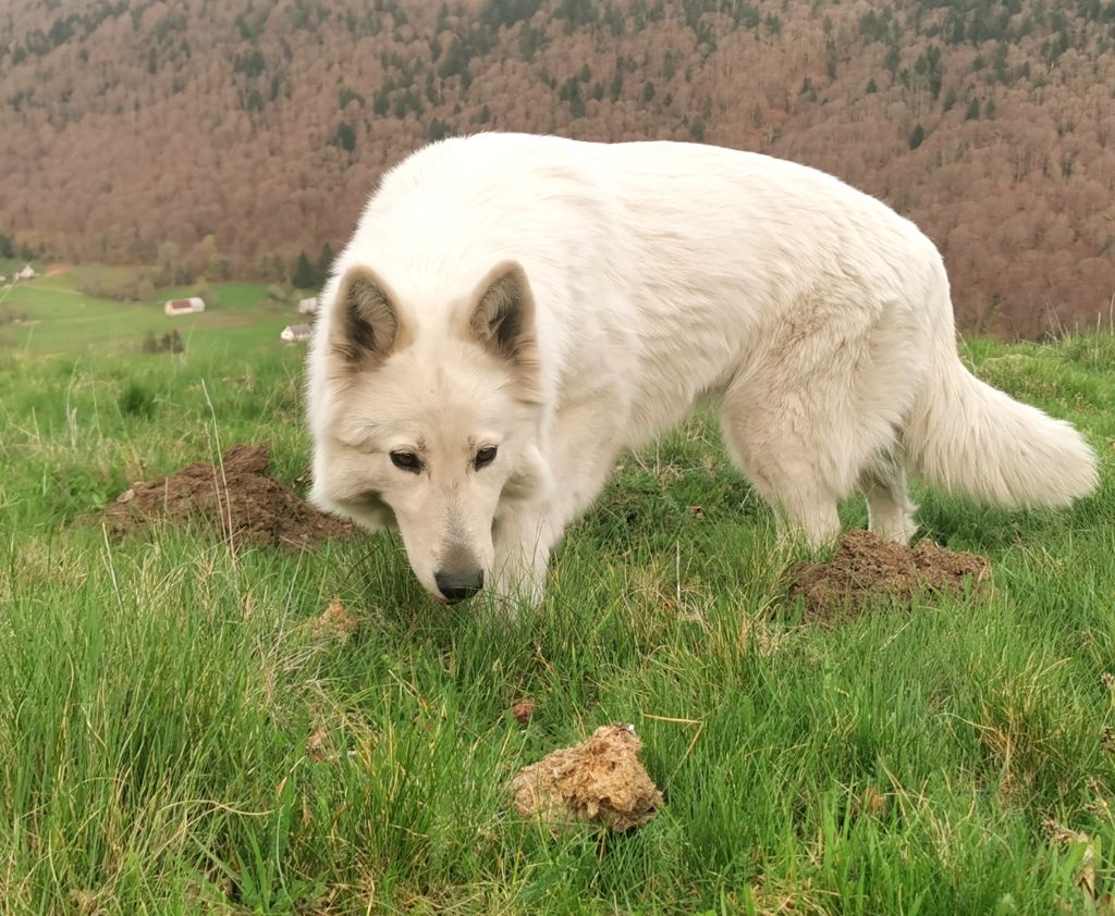 Publication : du Domaine De Cap Dé Lastouse Auteur : Domaine de cap dé Lastouse