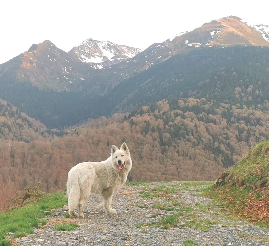 Publication : du Domaine De Cap Dé Lastouse Auteur : Domaine de cap dé Lastouse
