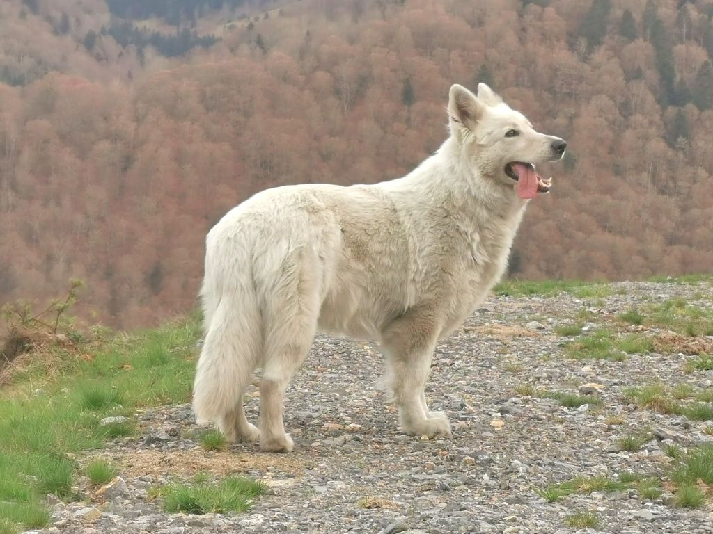 Publication : du Domaine De Cap Dé Lastouse Auteur : Domaine de cap dé Lastouse