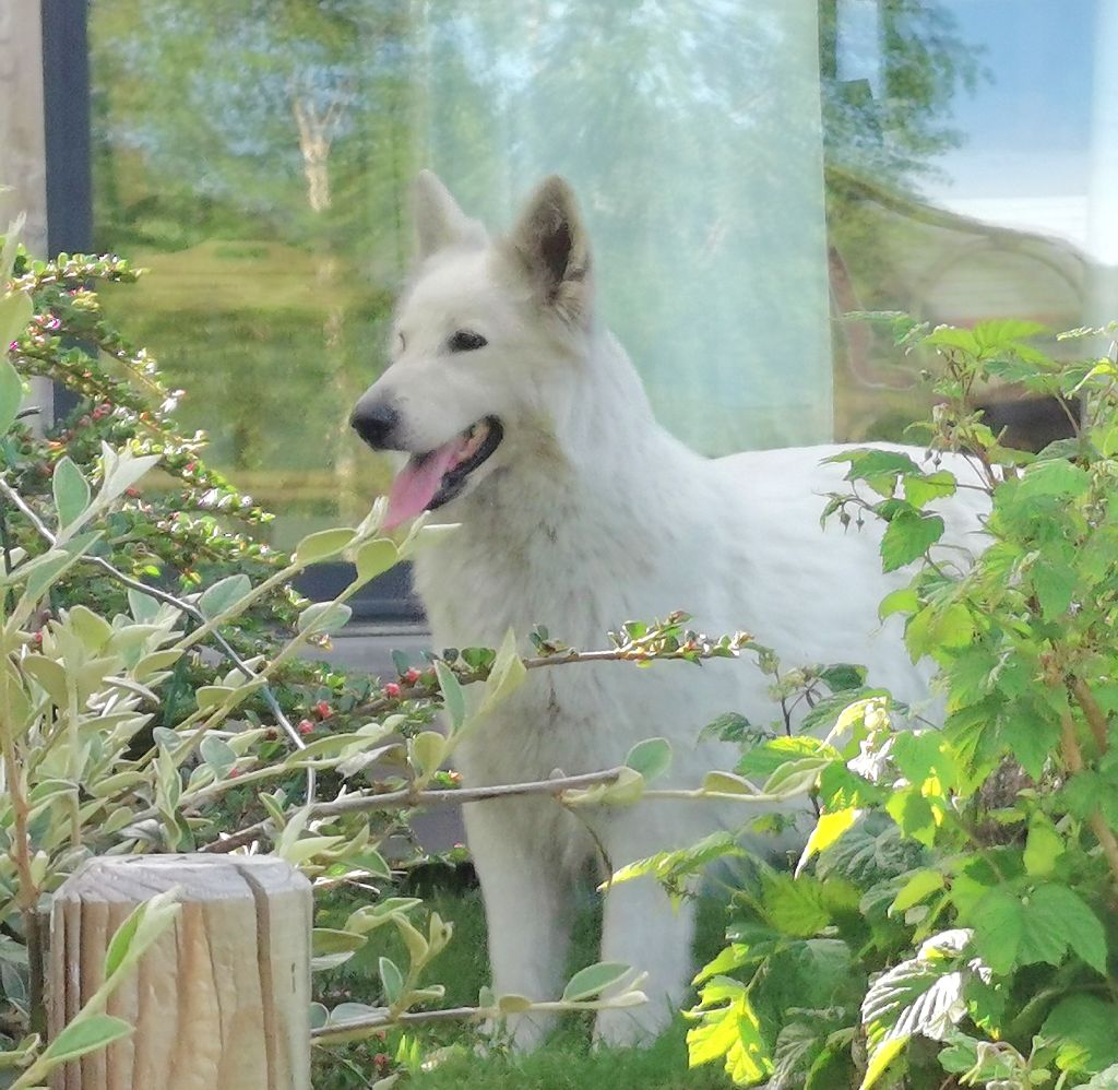 Publication : du Domaine De Cap Dé Lastouse Auteur : Domaine de cap dé Lastouse