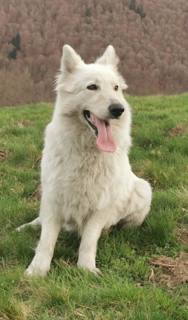 Publication : du Domaine De Cap Dé Lastouse Auteur : Domaine de cap dé Lastouse