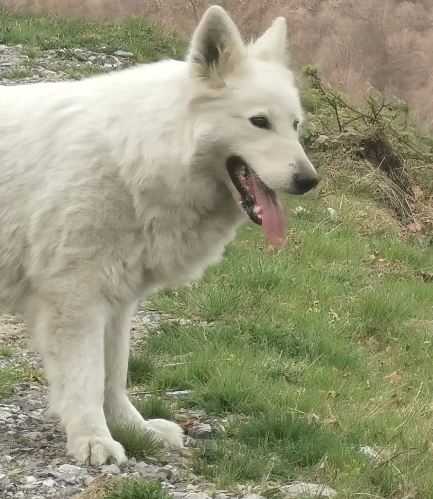 Publication : du Domaine De Cap Dé Lastouse Auteur : Domaine de cap dé Lastouse