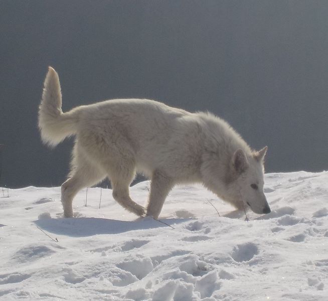 Publication : du Domaine De Cap Dé Lastouse Auteur : Domaine de cap dé Lastouse
