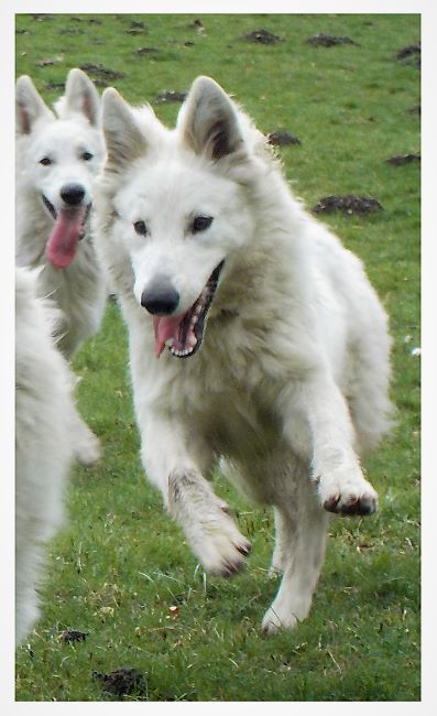 Publication : du Domaine De Cap Dé Lastouse Auteur : Domaine de cap dé Lastouse