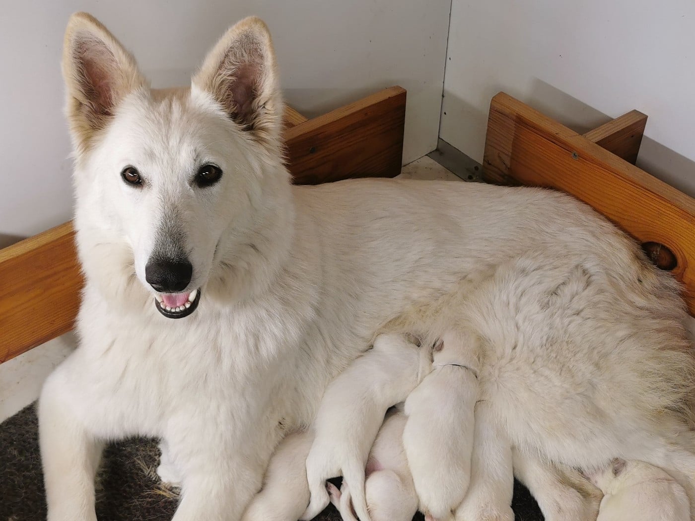 Berger Blanc Suisse - du Domaine De Cap Dé Lastouse