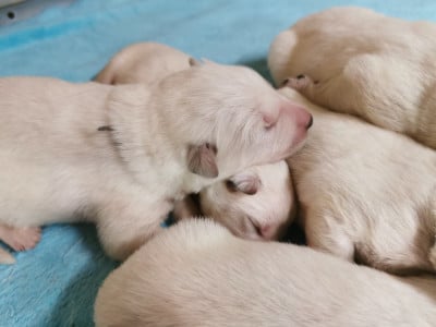 Les chiots de Berger Blanc Suisse