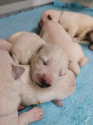 Les chiots de Berger Blanc Suisse