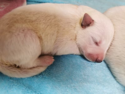 Les chiots de Berger Blanc Suisse