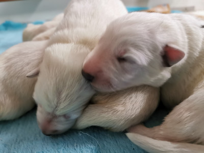 Les chiots de Berger Blanc Suisse