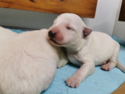 Les chiots de Berger Blanc Suisse