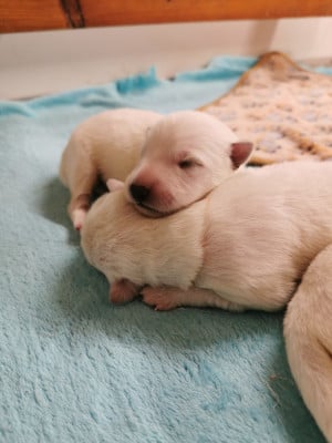 Les chiots de Berger Blanc Suisse