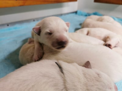 Les chiots de Berger Blanc Suisse