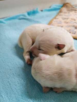 Les chiots de Berger Blanc Suisse