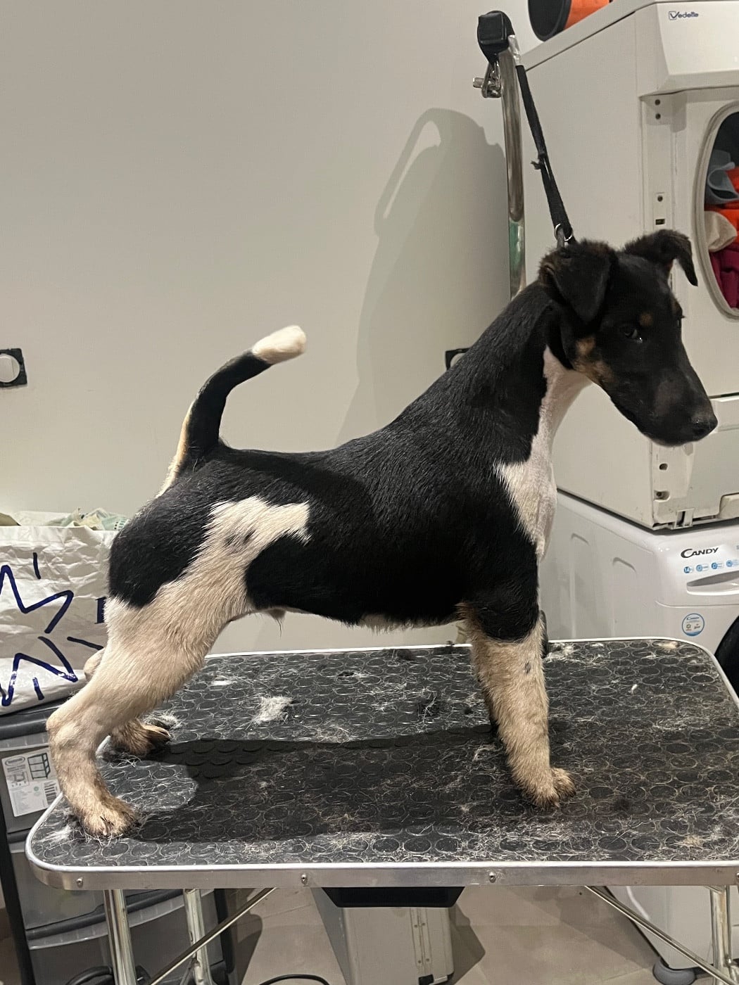 Ares By Fox rebell Fubelfox