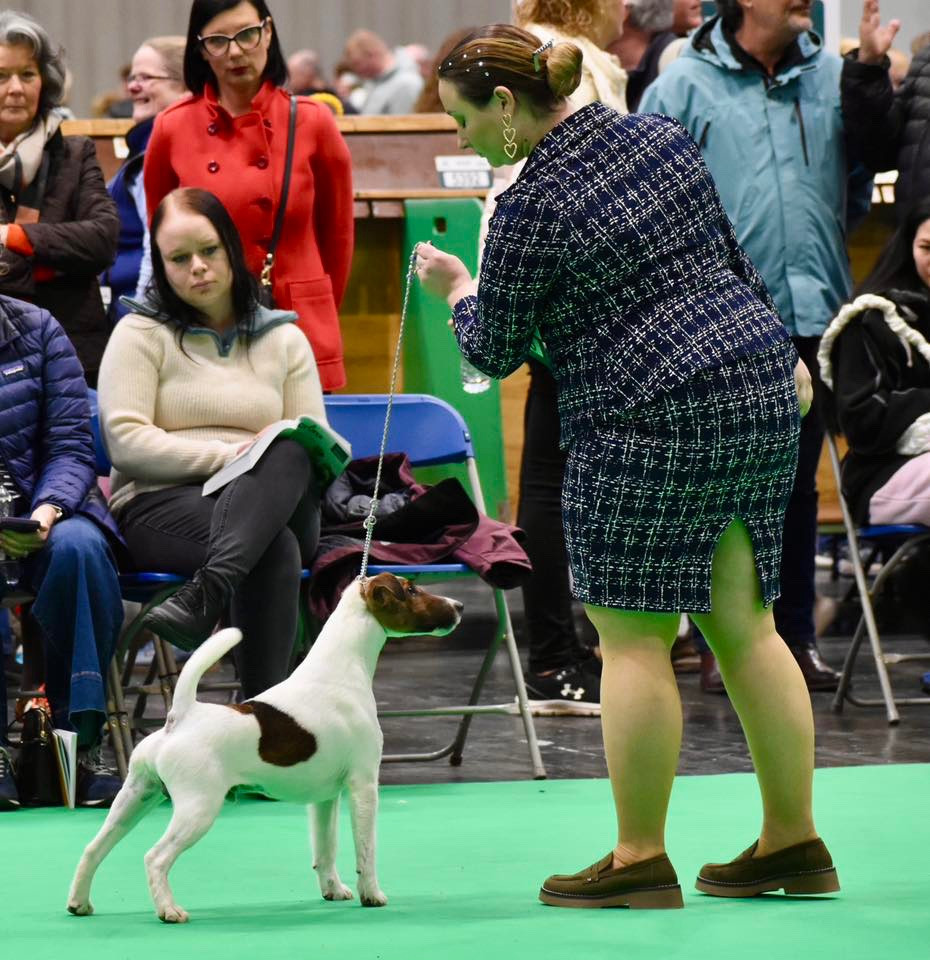 CH. Fox Rebell Timothy