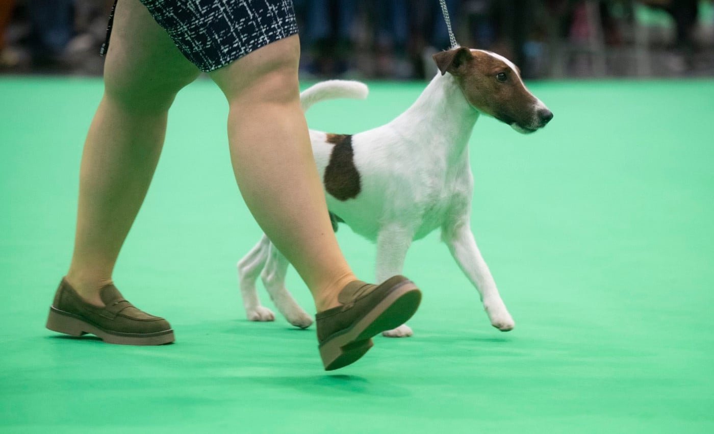 CH. Fox Rebell Timothy