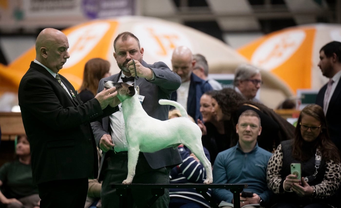 CH. Fox Rebell Ramsey