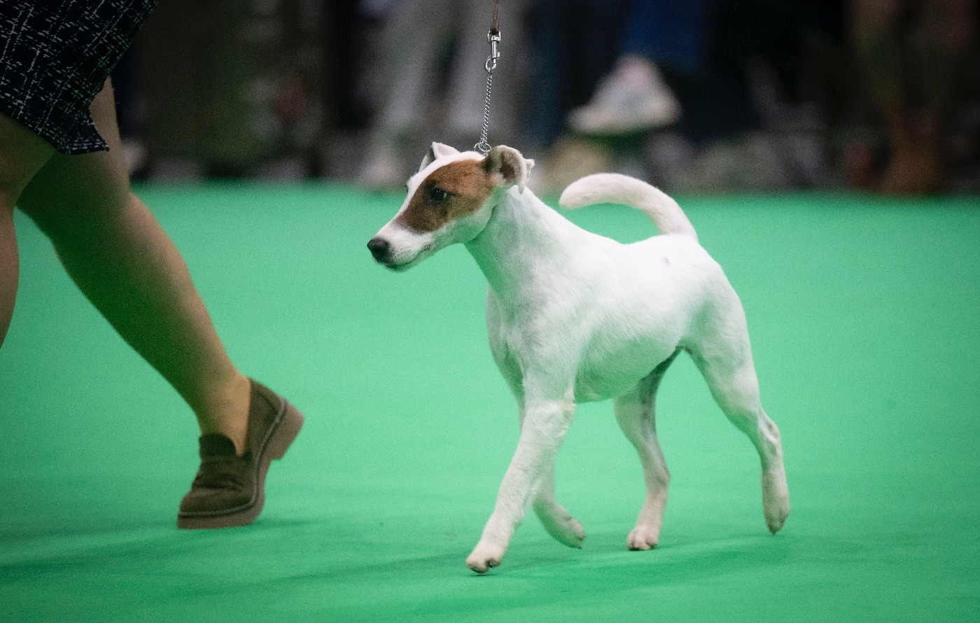 CH. Fox Rebell Totaly in love