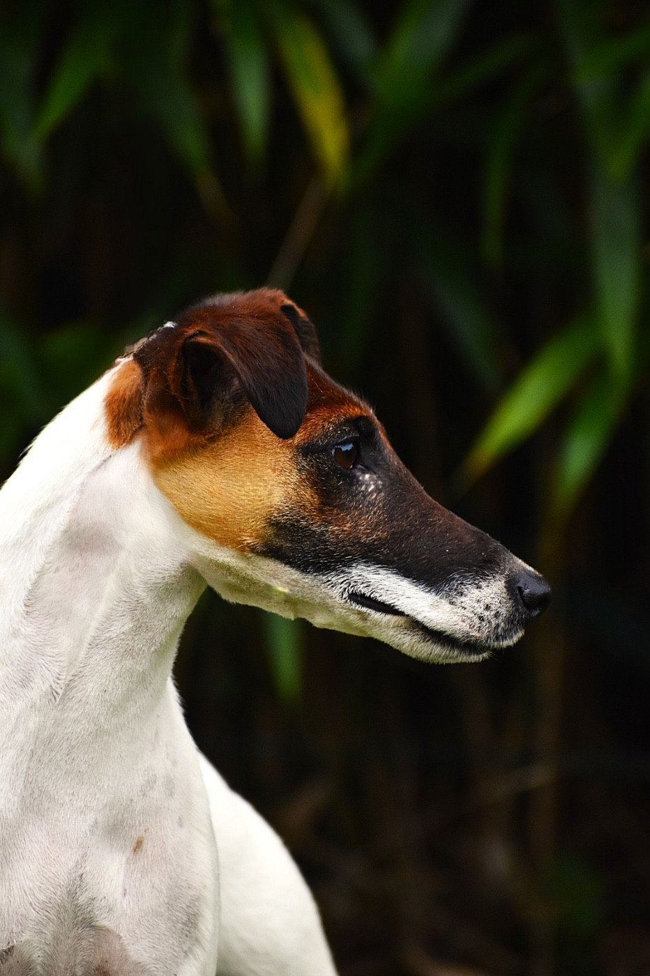 CH. Fox Rebell Ultra secret