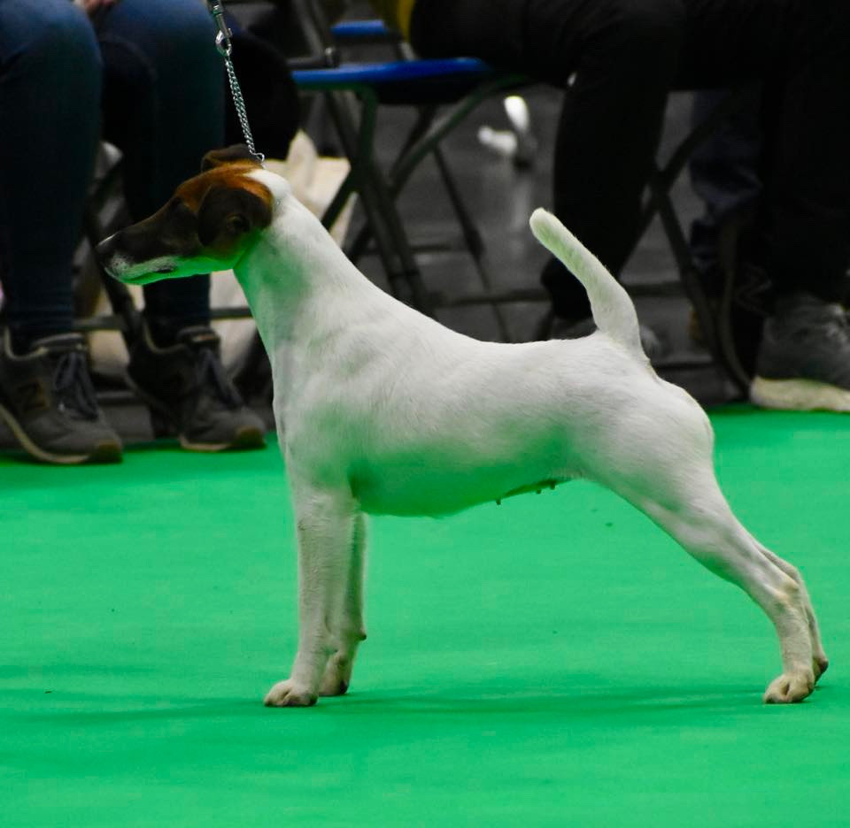 CH. Fox Rebell Ultra secret