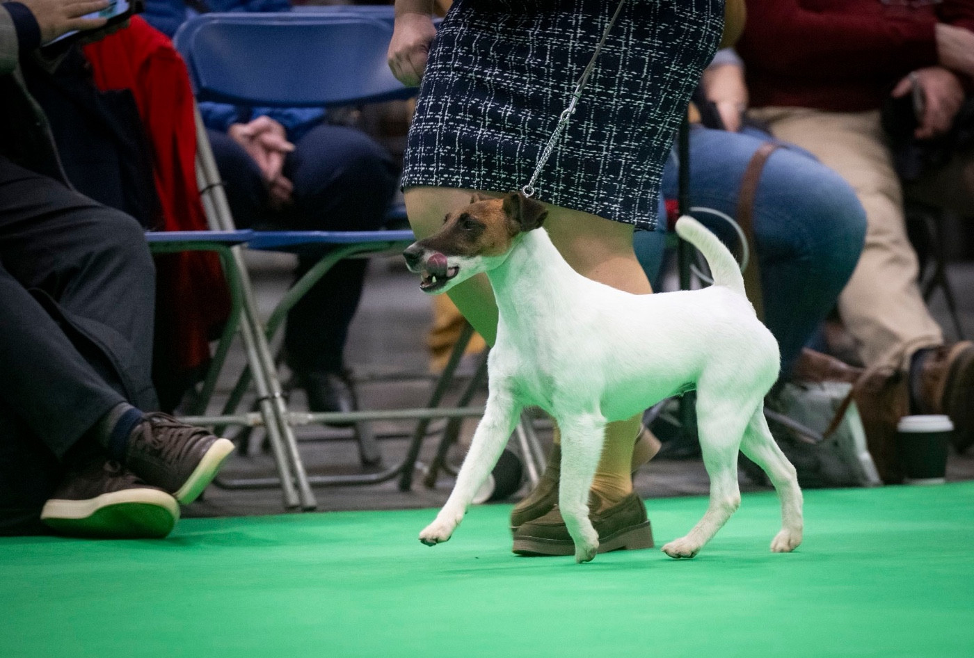 CH. Fox Rebell Ultra secret