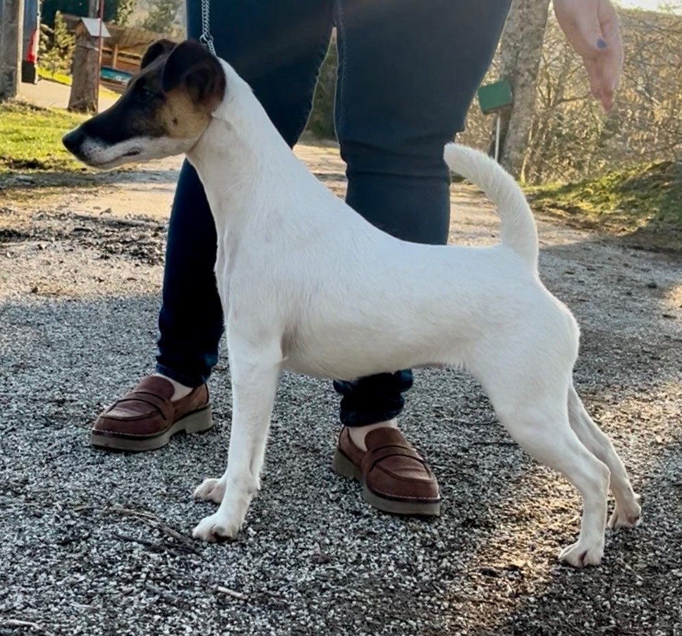 CH. Fox Rebell Ultra secret