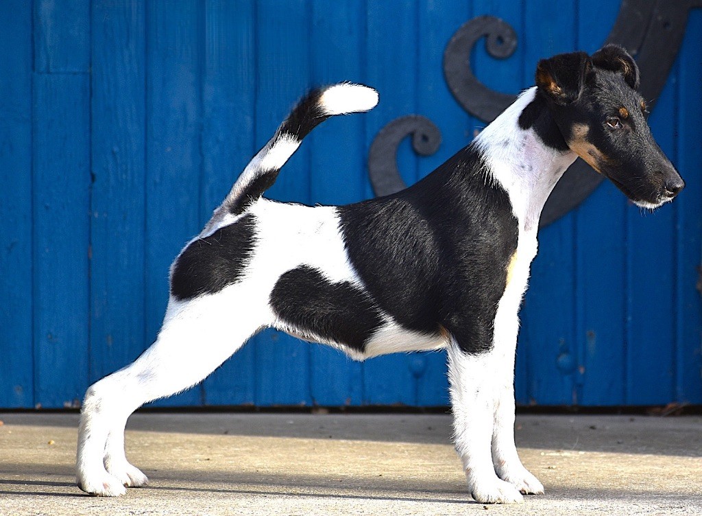 Apple pie Fubelfox - MEILLEUR PUPPY