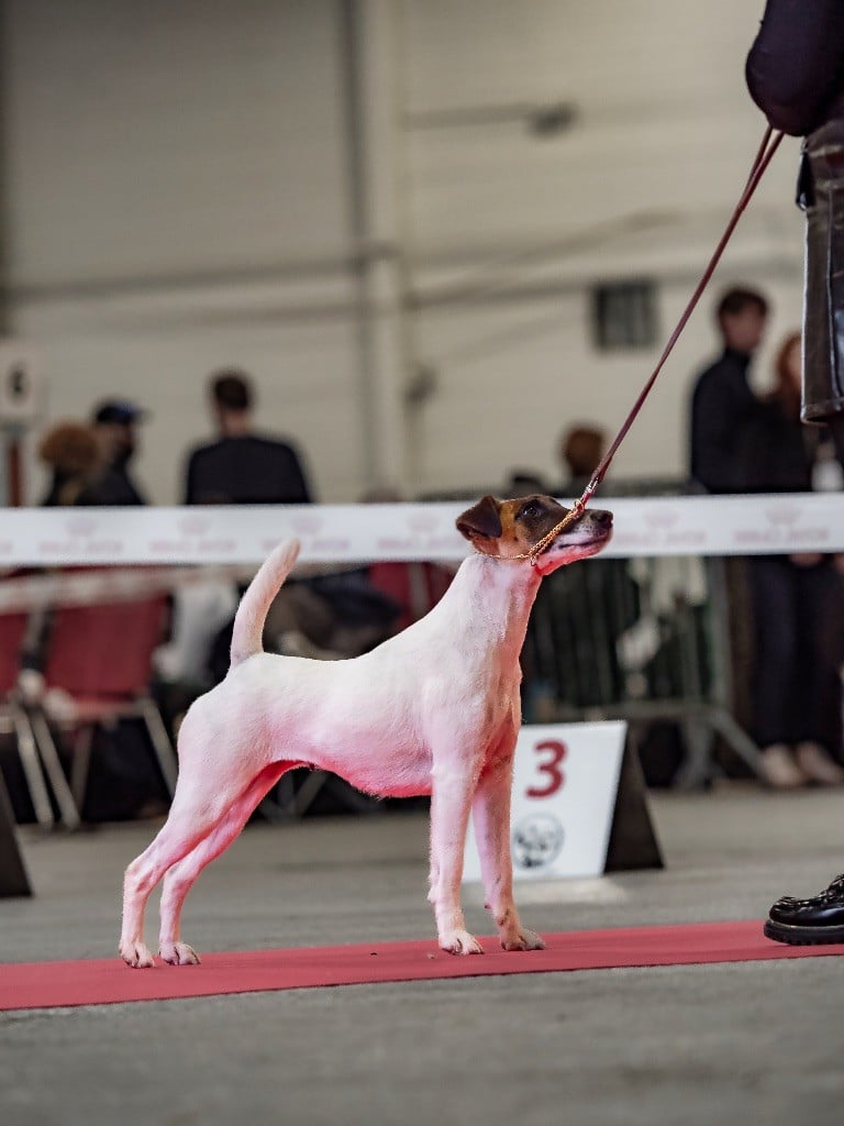 Fox Rebell Ultra secret - 1ER EXC CACS BOS