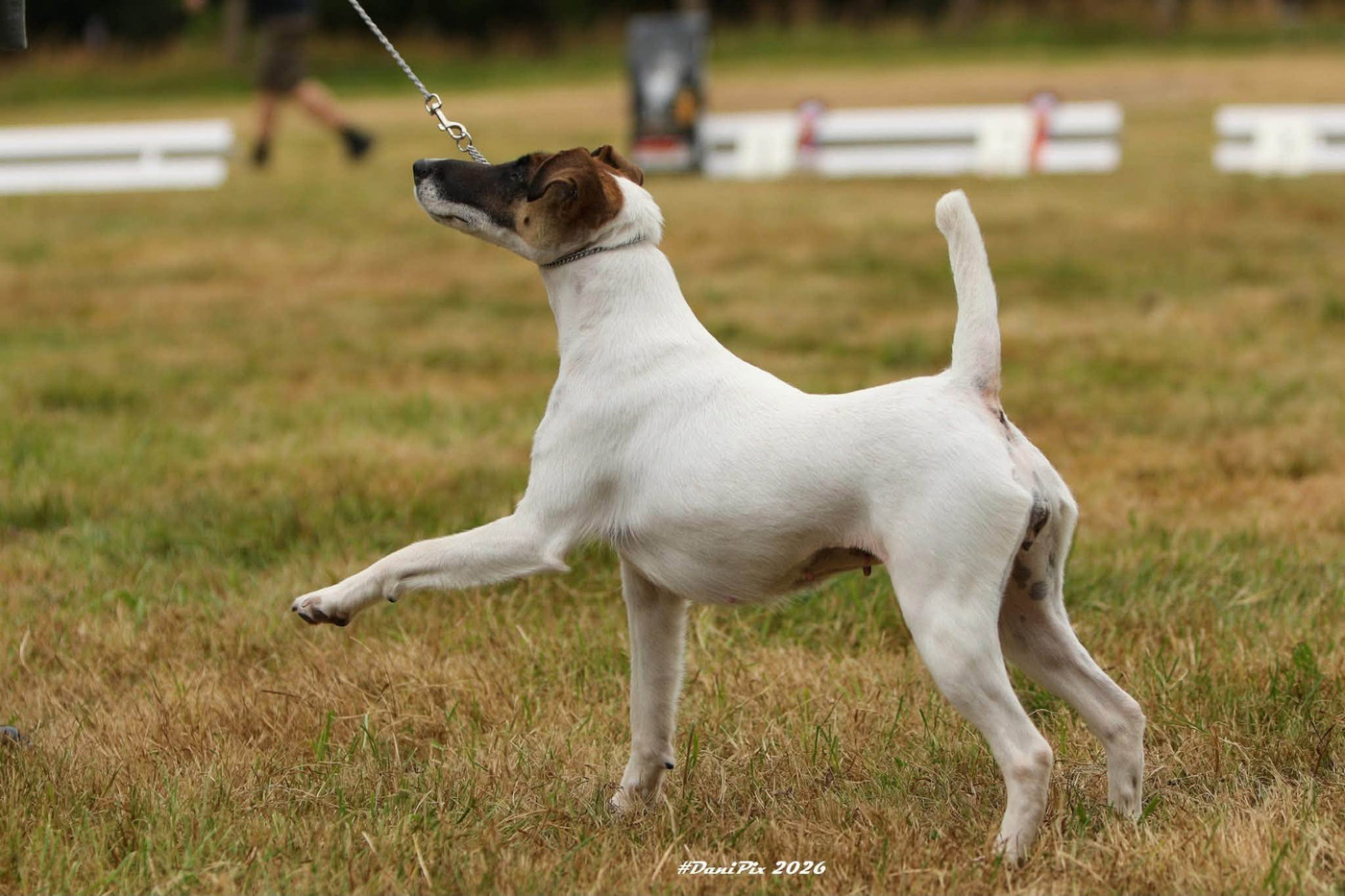 CH. Fox Rebell Ultra secret - 2EME EXC