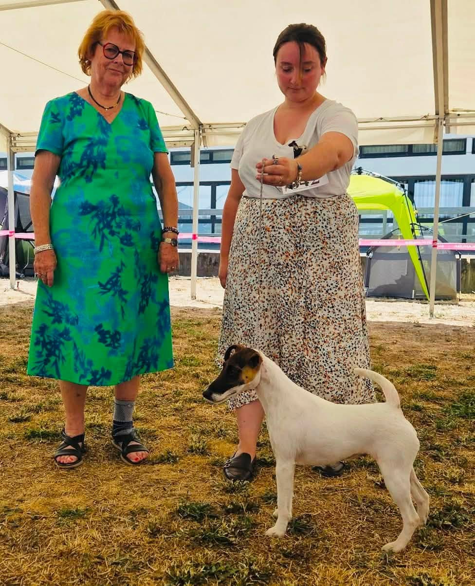 CH. Fox Rebell Ultra secret - 1ER EXC CAC CACIB BOB SELECT TOP 6 DU GROUPE