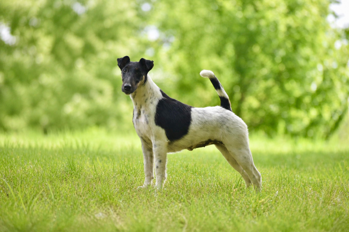 Apple pie by fox rebell Fubelfox - 1ER EXC CACS