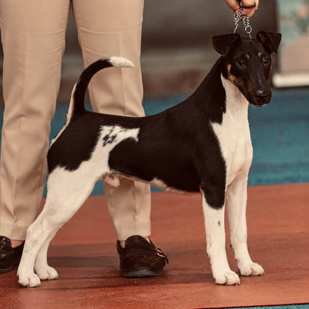 Ares By Fox rebell Fubelfox - 1ER EXC JCACS JBOB RJBOG