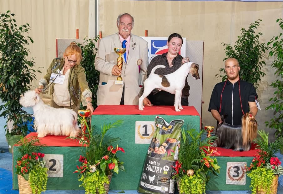 CH. Fox Rebell Timothy - 1ER EXC MEILLEUR DE RACE MEILLEUR FOX MEILLEUR DE GROUPE