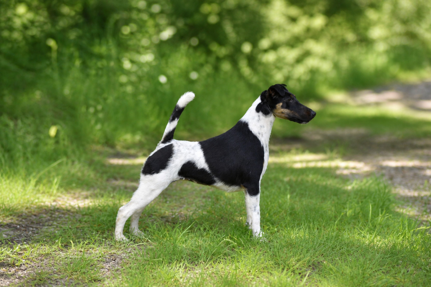 Apple pie by fox rebell Fubelfox - 1 ER EXC CAC CACIB BOS ALPENSIEGER