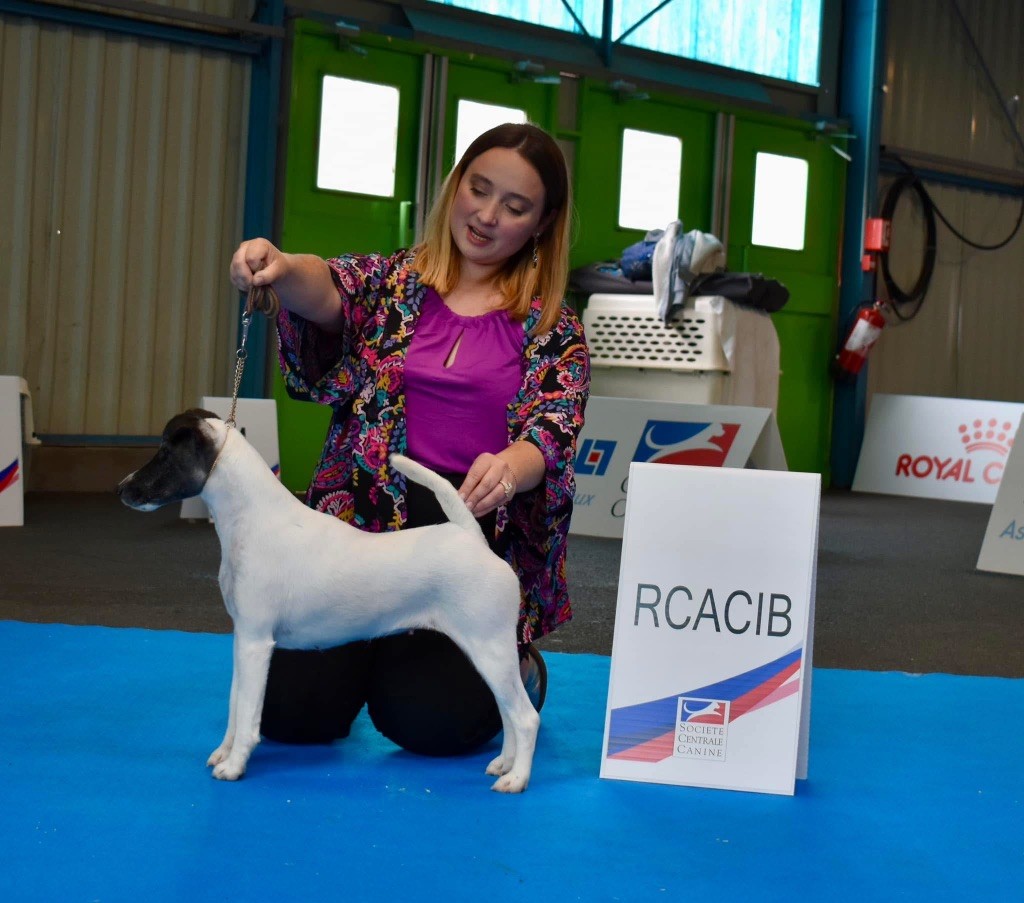 CH. Fox Rebell Rafale - 2EME EXC RCACIB