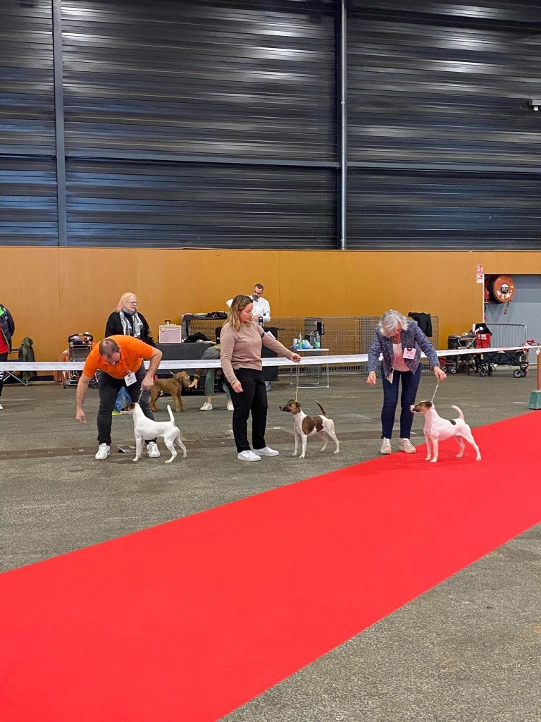 Fox Rebell Ultra secret - 1ER EXC JCACS JCACIB JBOB JBOG