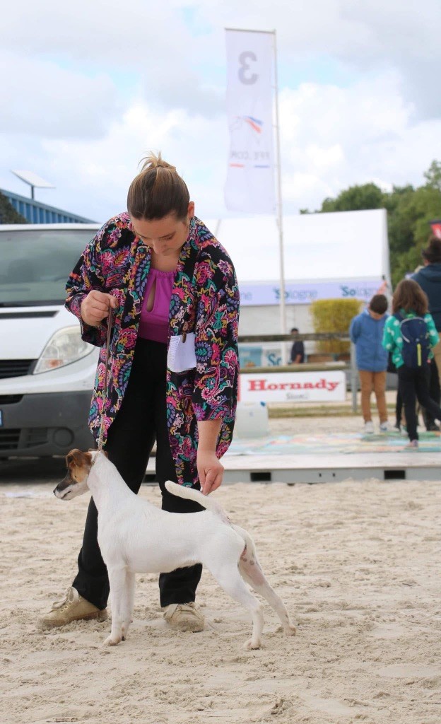 Fox Rebell Ultra secret - 1ER EXC JCACS